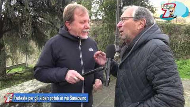 Arezzo, proteste per la potatura di alcune piante presenti in via Andrea Sansovino - AbCfM4aDpRs