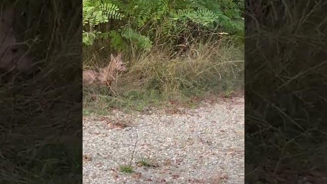 Quattro cuccioli di lupo in difficoltà, la segnalazione che arriva da Falzano - 0EdsnYd7jww