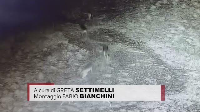 Lupi sul Monte Lignano, il comitato "Emergenza Lupo" scrive al sindaco e al Prefetto - 2RDw-F52DkI