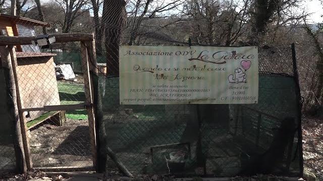 Rifugio per gatti da demolire, l'appello dell'associazione "La Gattara" - 4cQHBhharAY