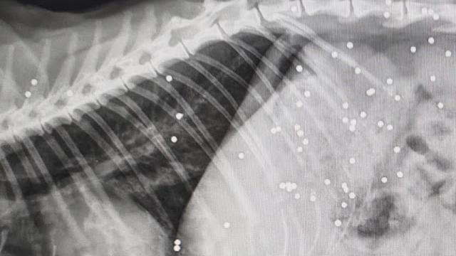 Fatto gravissimo a Bibbiena, ferite due gatte con arma da fuoco - 52BFCtYNQcI