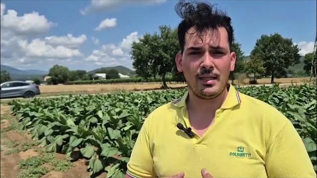 Maltempo nell’Aretino, oltre 20 interventi dei Vigili del Fuoco. Danneggiate piantagioni di tabacco