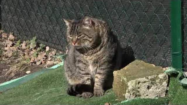 Caso "Gattara" ad Anghiari. Il comune: "aspettiamo un cenno troviamo una soluzione insieme" - 5d6eaFp_3mo