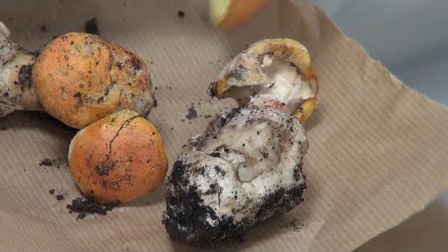 Già dieci intossicazioni da funghi nell'Aretino. La Asl: "rivolgetevi all'ispettorato micologico." - 6jMDnMHlhB8