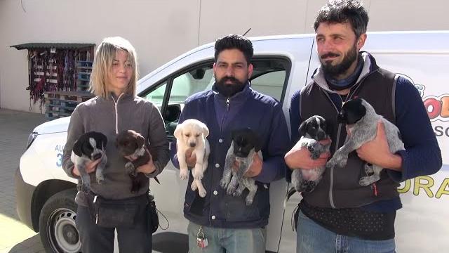 Cuccioli abbandonati a Ponte Buriano, salvati da Enpa Arezzo - 7QJ6IMMrXVI
