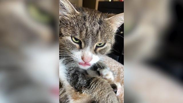 Gatto ucciso con una pallottola, la denuncia di Casa Mauu - 9BT6INRld3Y