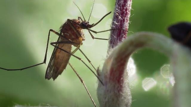 Altri otto casi di West Nile Virus nell’Aretino. In tre sono ricoverati - AT1qCpQmkKc