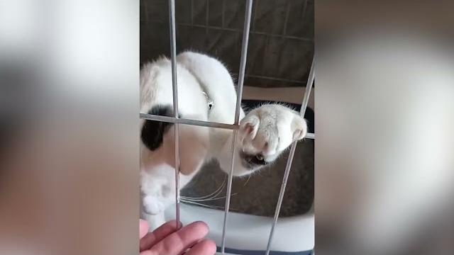 Gatto salvato dalla Polfer in mezzo ai binari, scatta l'appello e ritrova la proprietaria - CzGdIrh8QoI