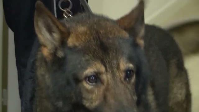 Spaccio in Valtiberina, nei guai tre giovani. Determinante il fiuto dei cani antidroga - DdSzJs-KnyQ