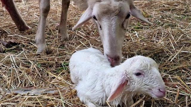 Agnello del presepe di Gricignano, la rete dei Santuari offre ospitalità - DduhT7AW568