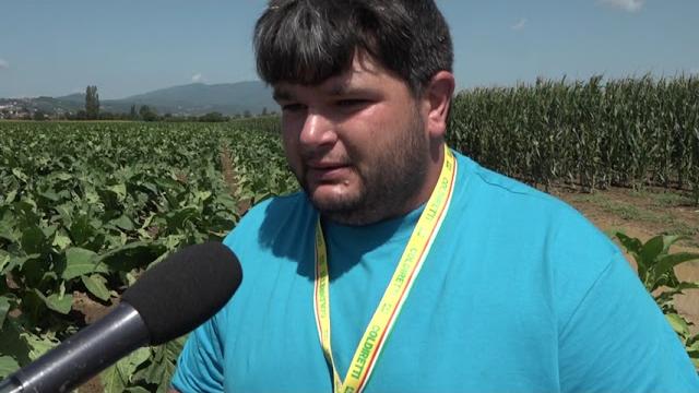 Maltempo, la grandine distrugge campi di tabacco in Valtiberina - E7H5R8S_V8w