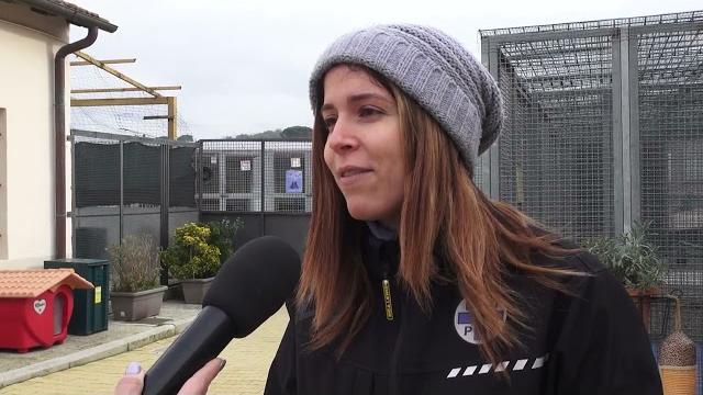 Botti di Capodanno, cani scappati e gatti scomparsi anche ad Arezzo - E_Y3YAL5tic