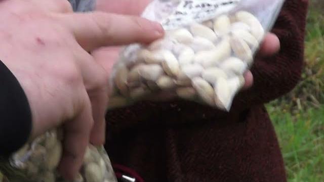 Il primo pistacchieto della Toscana è a Falciano in Casentino. La scommessa di Francesco. - JVhvIgOMusU