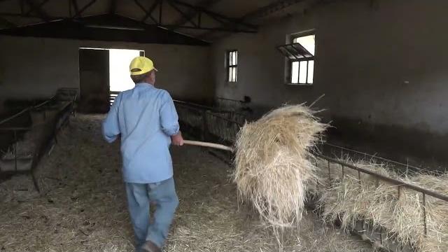 Attacco in pieno giorno a Campogialli, 18 pecore colpite. Coldiretti: “allevatori allo stremo”