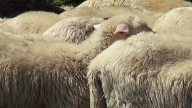Il lupo torna ad attaccare in Valdarno, ultimo caso a Terranuova Bracciolini - Mc5qzar60JM