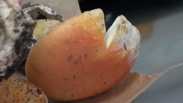 Funghi, 15 intossicati e ancora tanti incidenti nei boschi dell'Aretino - QMKBr4TXNqk