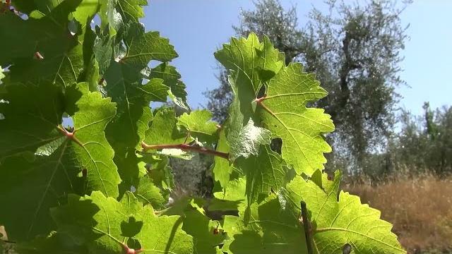 Progetto ALT Caporalato, controlli nell'Aretino: sospese 7 aziende agricole