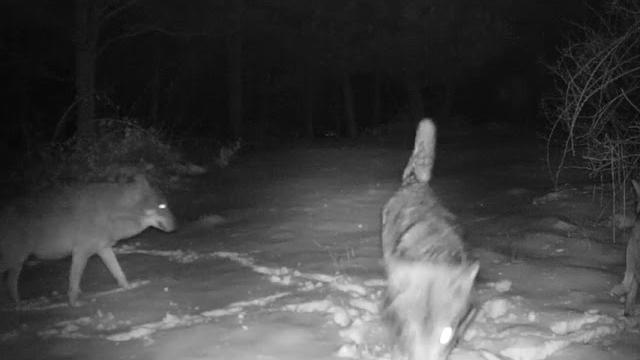 Lupi, domani vertice in Prefettura. Le immagini nel Parco nazionale delle foreste casentinesi - Rvvl14R2f10