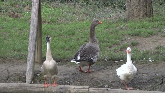 Discariche abusive nel Parco di Lignano, l'associazione di cittadini chiede rimozione urgente - TTpFxcryiO4