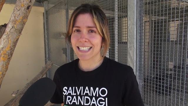 E' ancora emergenza gattini al canile di Arezzo, l'appello di Enpa - U50q5zLrxfU