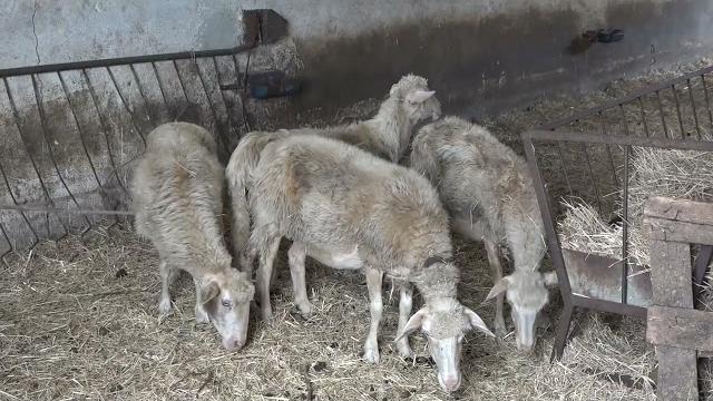 Lupi, ancora un attacco in pieno giorno: "servono risposte immediate" - cS3LtgwPuLM