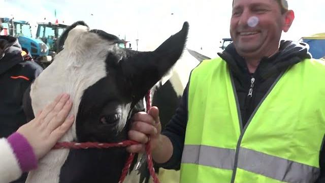 Arriva la mucca Ercolina al presidio degli agricoltori in Valdichiana - cq6zy5aB0g4