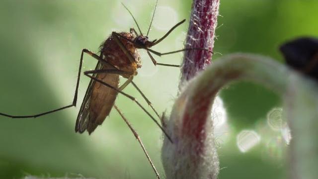 Virus Chikungunya, un caso a Sansepolcro: scatta disinfestazione straordinaria - eNc8nkVhuiQ