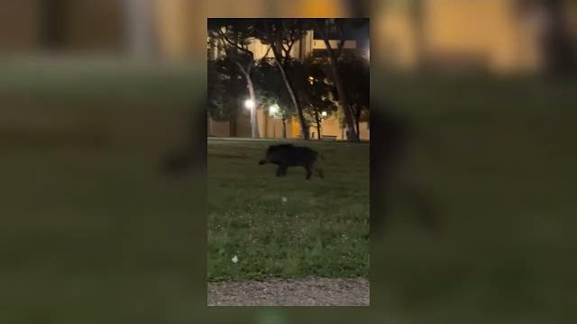 Avvistato un cinghiale al Prato, in pieno centro ad Arezzo. Video diventa virale - eRxYFNf338M
