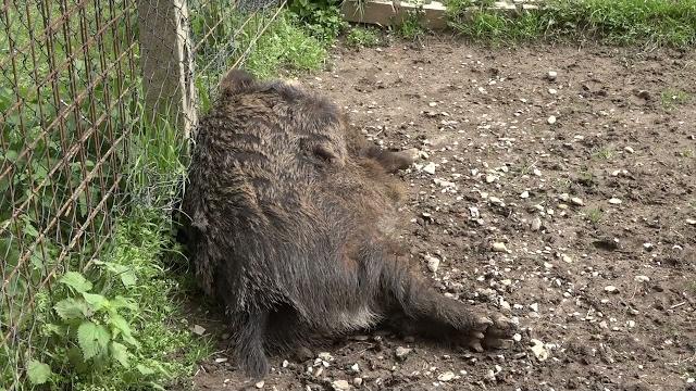 Il rifugio Agripunk di nuovo sotto sfratto, appello alle istituzioni - fPyAlp-2iyY