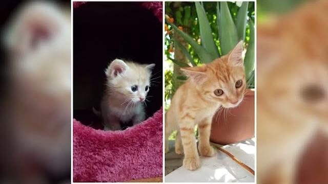 Uccise gattina a colpi di fucile, accolta la messa alla prova. Risarcite le parti civili - ffs4DLbLgu8