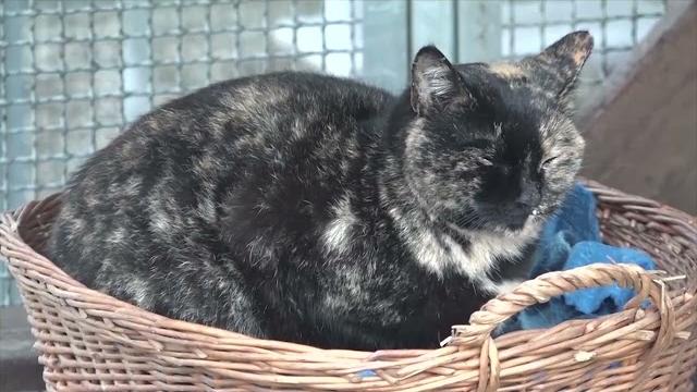 Omissione di soccorso degli animali d'affezione, Enpa pronta a denunciare i sindaci della provincia - gzaHcg4QoBM