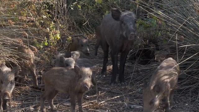 Fauna selvatica, il comune di Arezzo affida il servizio a "Le impronte del bosco" - hwsiNFxyYUg