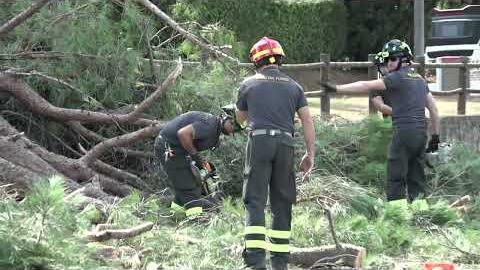 Grosso ramo di un pino marittimo cade sulla Sr69 a Pratantico. 