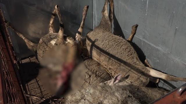 Ancora un attacco dei lupi ad un allevamento di pecore. "Chiediamo un incontro al Prefetto" - jKgXR9Gi_CM