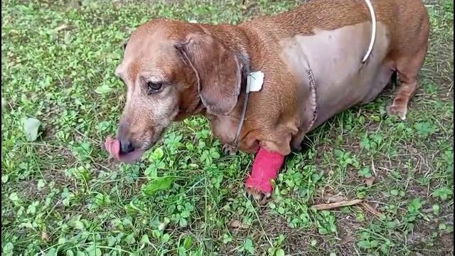 Sta meglio Ofelia, la bassottina presa a calci dal suo padrone - jzRf2w_EoRs