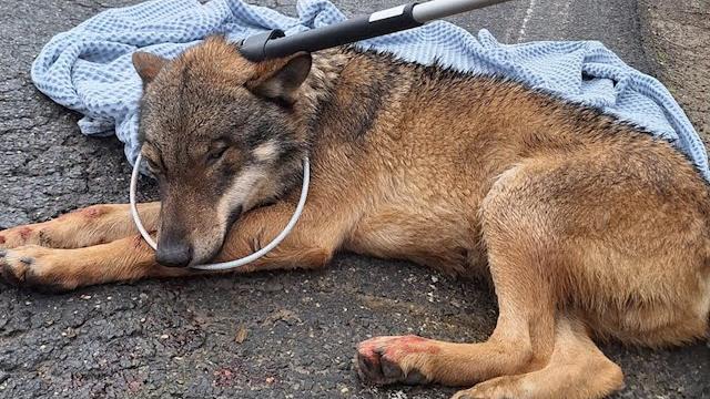 Lupo investito a Montecchi Vesponi: soccorso e curato, tornerà libero - nMHTMvQa-xQ