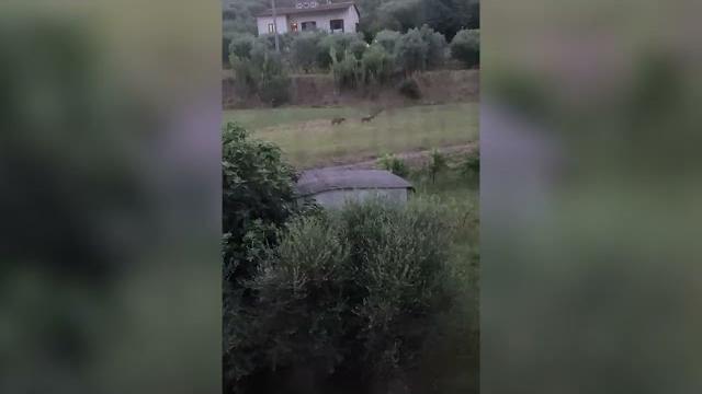 Lupo investito, veterinaria del Cras: “non sfruttare incidente per incrementare odio verso animali” - reqdvMeN2a8