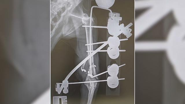 Spari contro due gatte, operato anche il secondo micio. L'appello dello Scudo di Pan - sCiL1Asfnxc