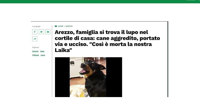 Vitiano (Ar), lupo uccide cagnolina. Paura tra i residenti - tSfljZwpft0