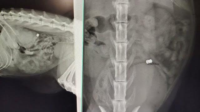 Gatto ferito a colpi di pallini, Enpa Valdarno: “Atto ingiustificabile”