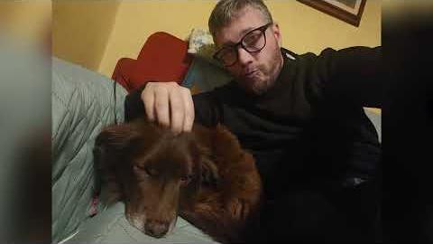 Cagnolino investito, l'appello del proprietario: 