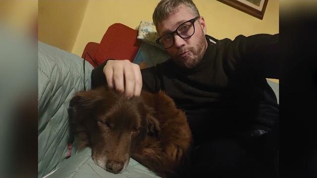 Cagnolino investito, l'appello del proprietario: 