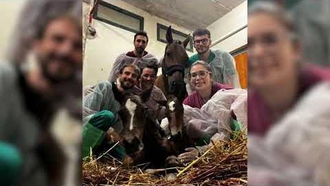 Puledri gemelli,  morta la mamma Bogotà. Accertamenti in corso - uyo32rNH__g