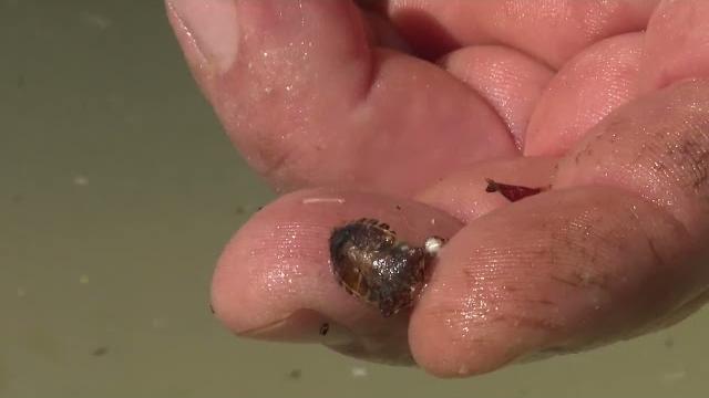 Arezzo, torna in campo la vespa samurai contro la cimice asiatica - -YUe0r3EDIQ