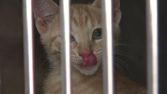 Gattini abbandonati, Brandi: "una piaga che si ripete ogni anno. Sterilizzazione e microchip" - -ZOZxOSgURo