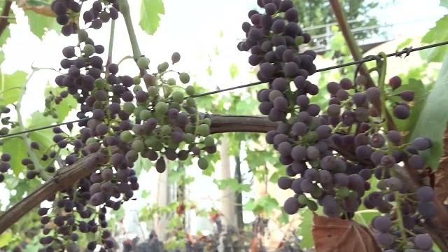 "Non si trova manodopera agricola: a rischio i raccolti", l'allarme di Confagricoltura Arezzo - 3n9pkzEHGG0