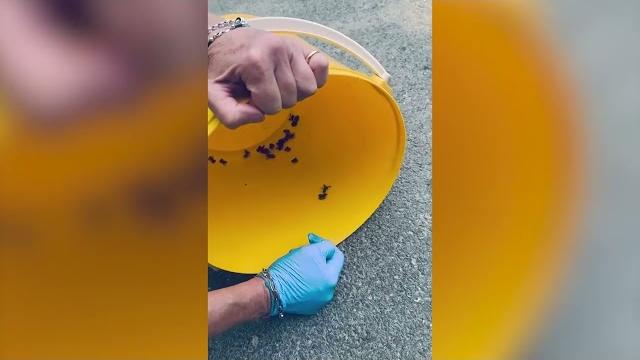Prosegue l'operazione Bufo Bufo, in campo per salvare i piccoli di rospo