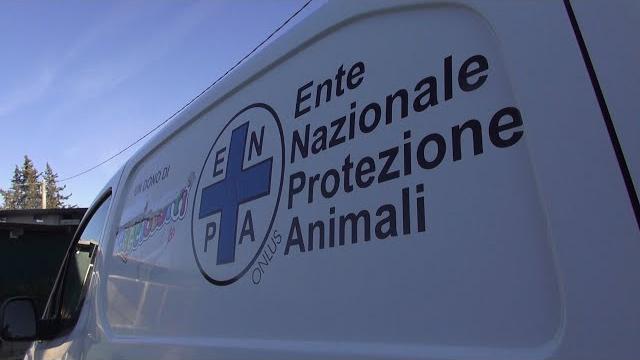 Botti e animali, Enpa: "disponibili 24h su 24h nel comune di Arezzo, per le segnalazioni" - C2-XhkyTETA