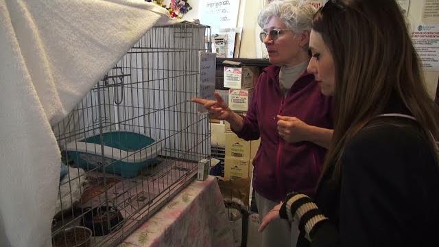 Gatti: è il momento delle nascite. I consigli dello Scudo di Pan e l'invito ad adottare - D9pHSu1GXZQ