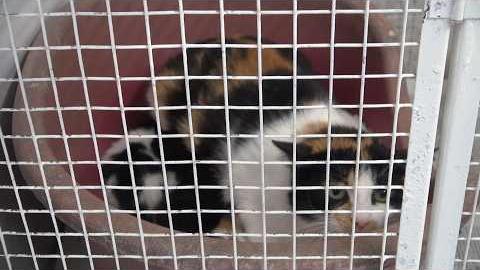 Prime cucciolate di gattini abbandonate e salvate dall'Enpa - DboCb8apfko